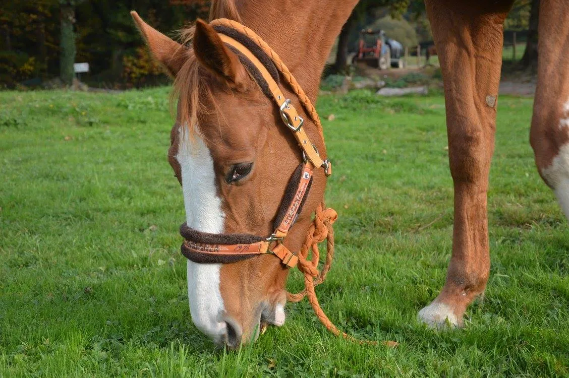 Équitation Bain de Bretagne