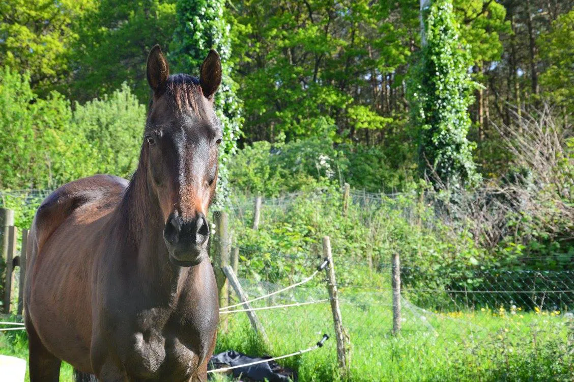 Pension chevaux Bruz
