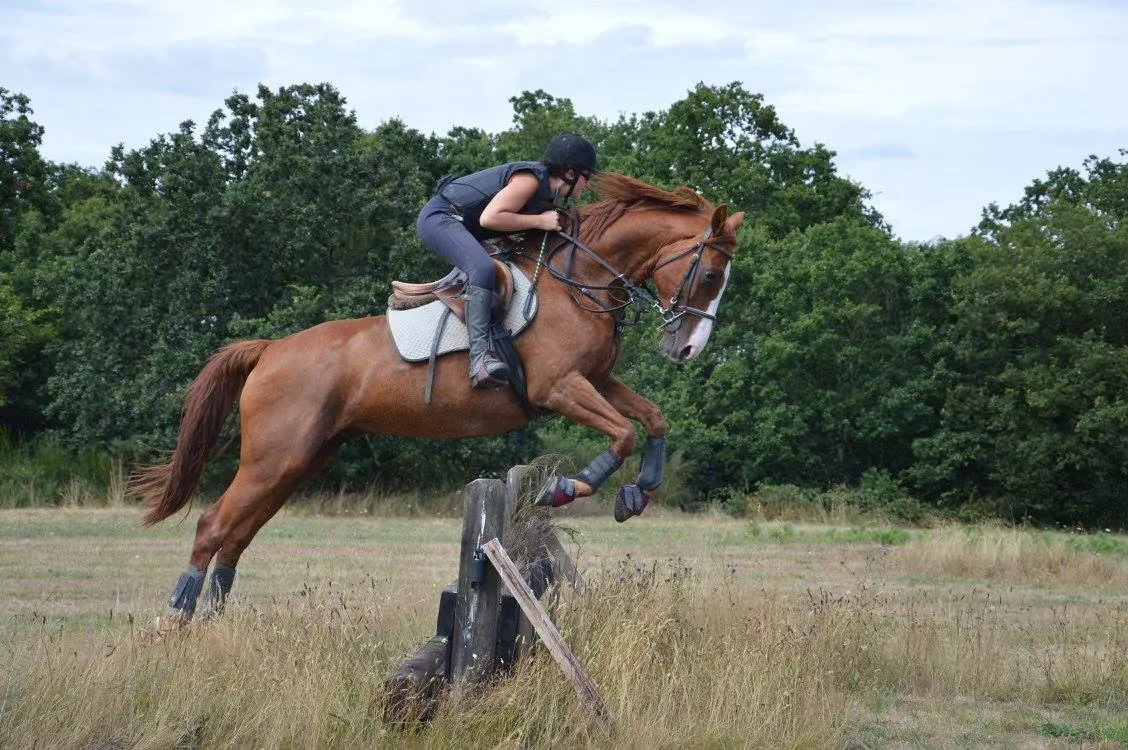 Équitation Laillé