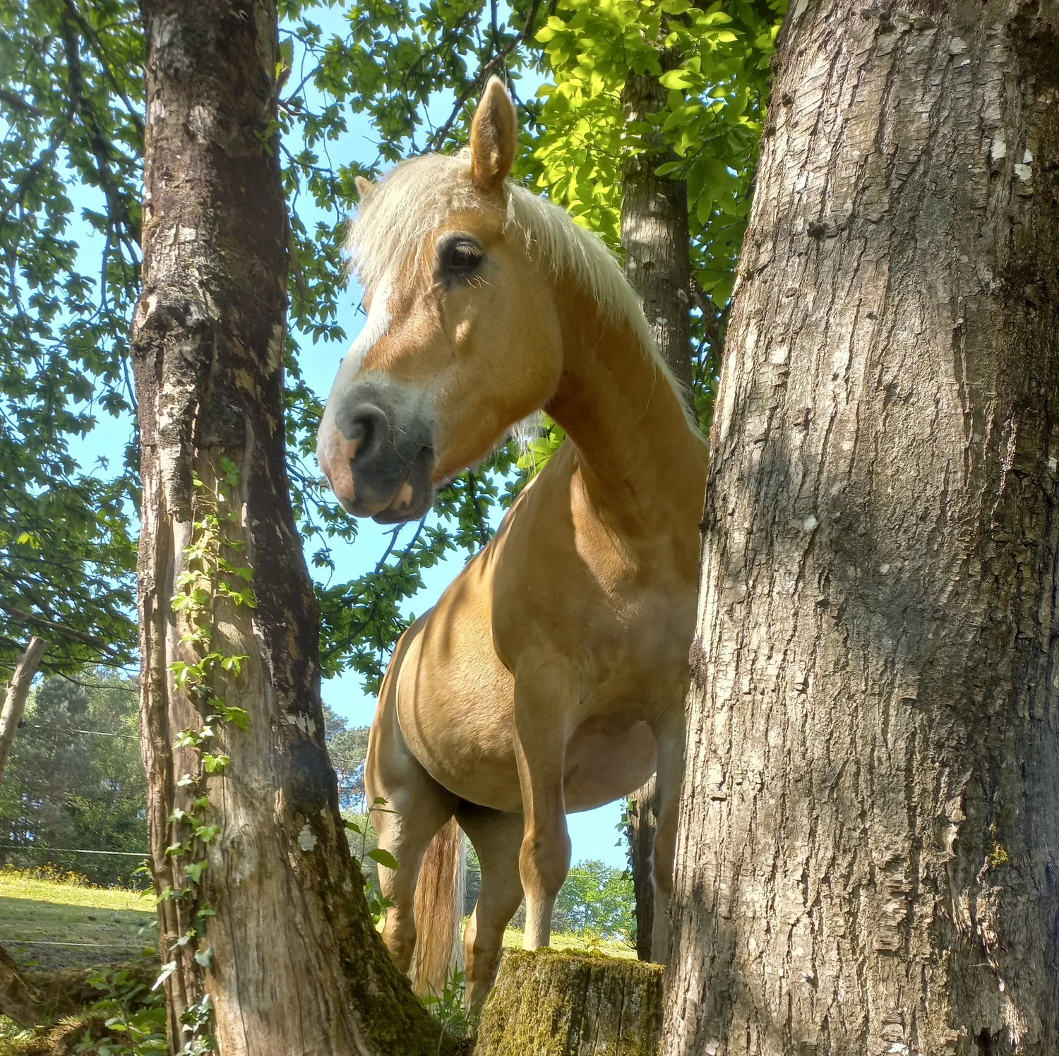Pension chevaux Laillé